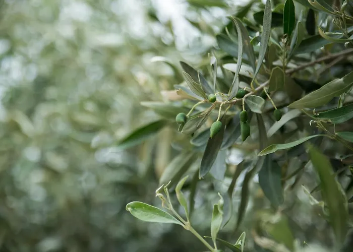 Apartmán Niriides Kyparissia